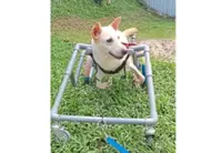 Shelter sets up PJ fundraising sale series to help dogs in palliative care