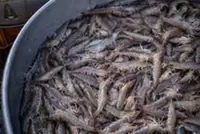 India approves US$5.1bil package for exporters after US tariffs hit