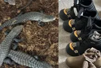 Cold-blooded crime: Woman who tried to smuggle 94 reptiles out of Australia in socks, boots jailed