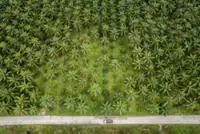 Indonesia to open new land for palm oil plantations, ending freeze on expansion