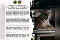 Malayan Tiger 'Si Cacat' dies from old age at Lok Kawi Wildlife Park