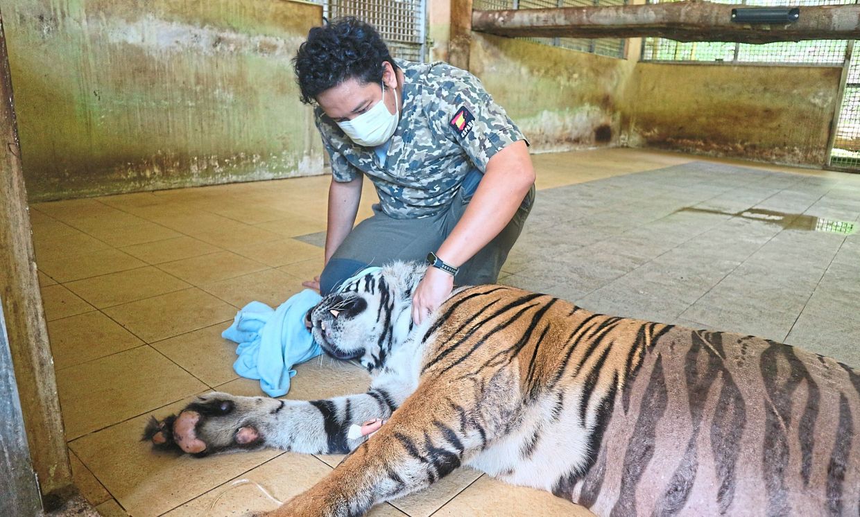 Saving the tiger means saving its entire ecosystem – forests, rivers, prey species, says Dr Wan Nor Fitri.
