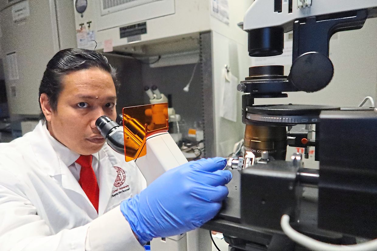 Dr Wan Nor Fitri’s field, known as Assisted Reproductive Technology (ART), uses advanced techniques like artificial insemination, in vitro fertilisation (IVF) and embryo transfer to help preserve genetic diversity when natural breeding is no longer enough.