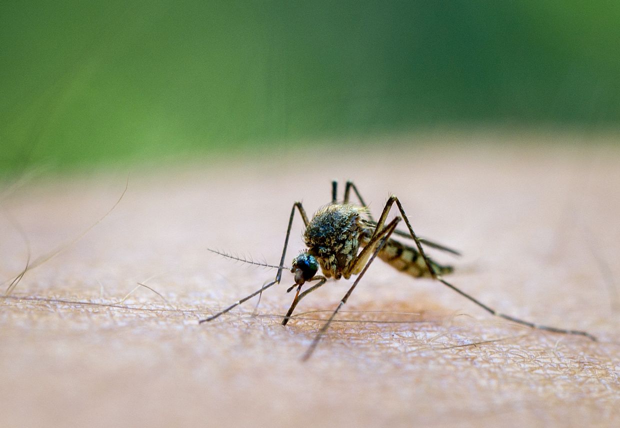 Two new treatments for malaria
