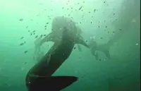 Illegal wildlife trade goes digital