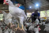 Danantara to pour US$1.2bil into poultry farms for free meals programme