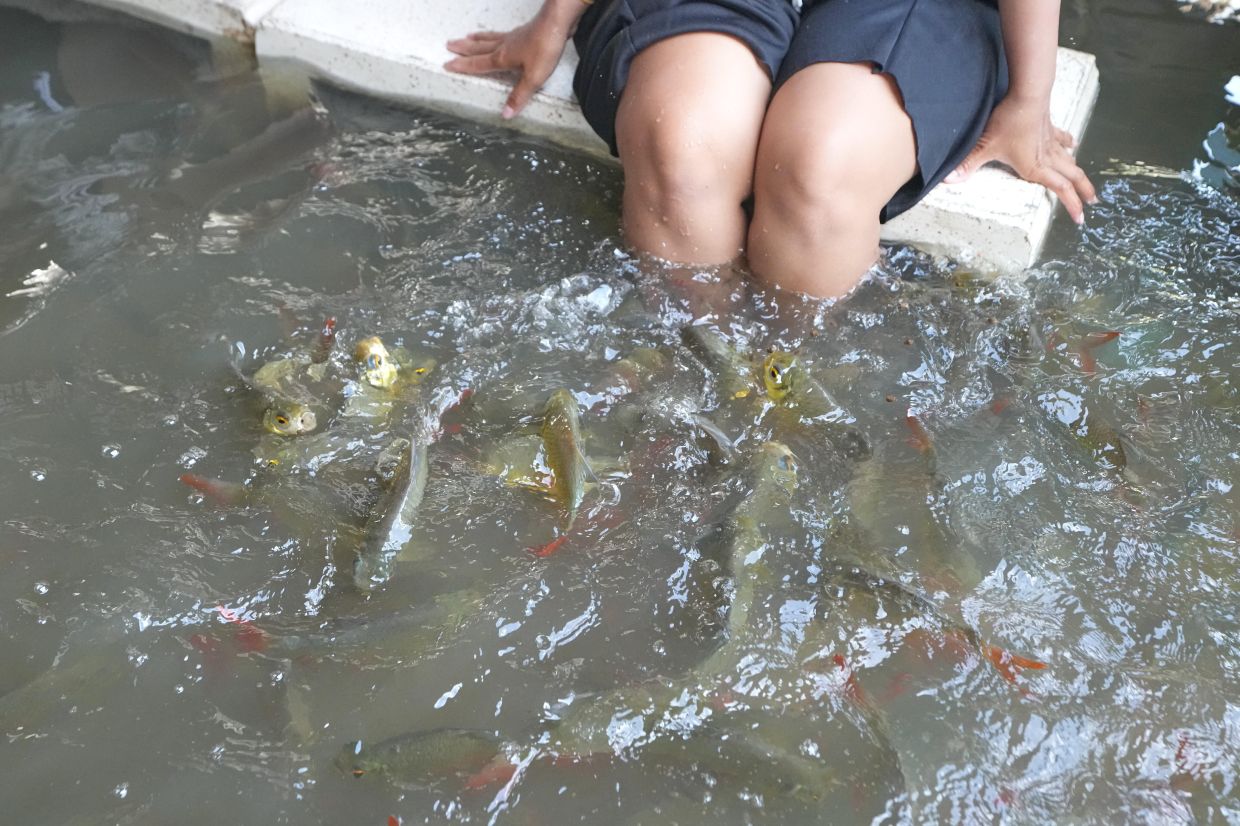 Diners at the Pa Jit restaurant feed fish in the aisles that come from floods from the Tha Chin River in Thailand's Nakhon Pathom province, west of Bangkok, Thailand, Friday, Nov. 14, 2025. -- AP Photo/Sakchai Lalit