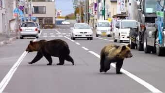 Japan steps up response as deadly bear attacks hit record