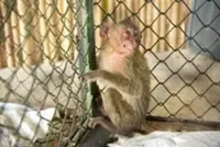 Men moving 81 macaques, meth arrested in Thailand