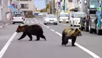 Japan steps up response as deadly bear attacks hit record