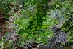 In world first, Chinese scientists find rare earth minerals from a living plant