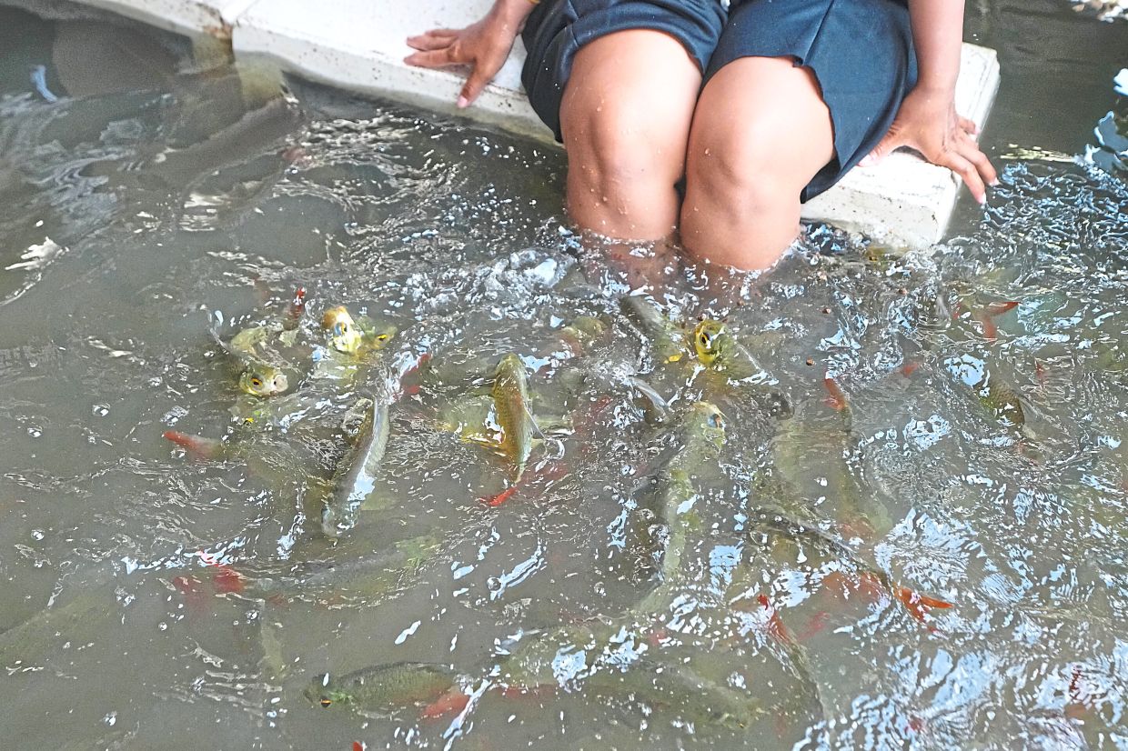 Fishy experience: A diner is surrounded by fish at the Pa Jit restaurant in Nakhon Pathom province. — AP