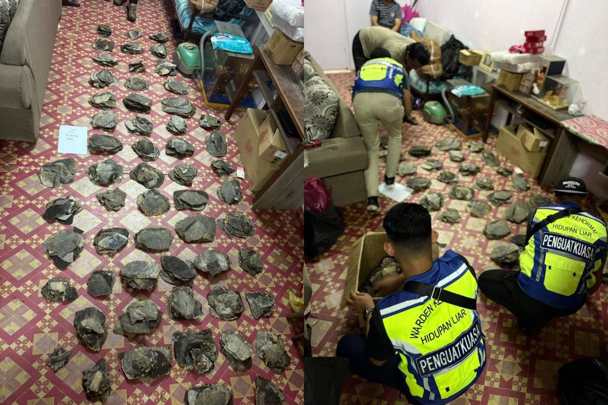 Authorities seize 570 turtle shells and scales in Semporna raid 1 3624773
