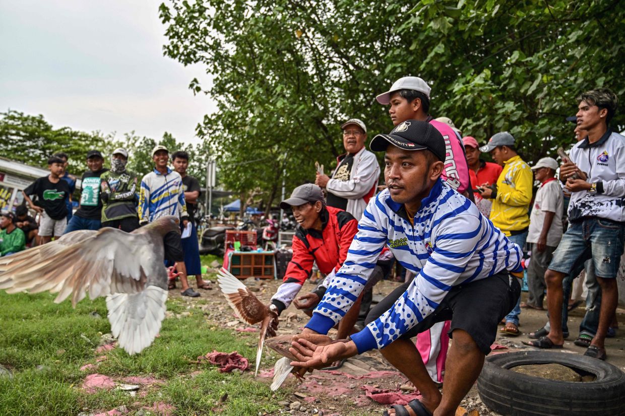 Participants take part in a pigeon racing competition in Surabaya, East Java province, on Sunday, November 16, 2025. -- Photo by Juni KRISWANTO / AFP