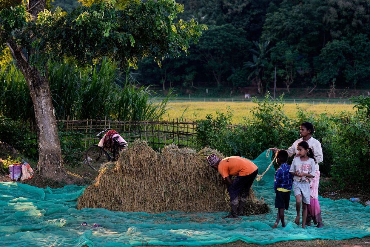 A farmer arranges a harvested paddy field on the outskirts of Guwahati, India, on Sunday, Nov 16, 2025. -- AP Photo/Anupam Nath