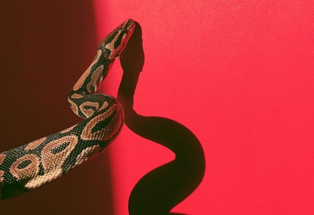 Family shocked as 60kg python crashes through bathroom ceiling 1 3625254