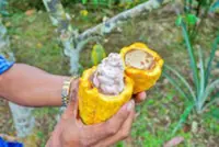 Brunei, Singapore advance ties on agri-tech food zone