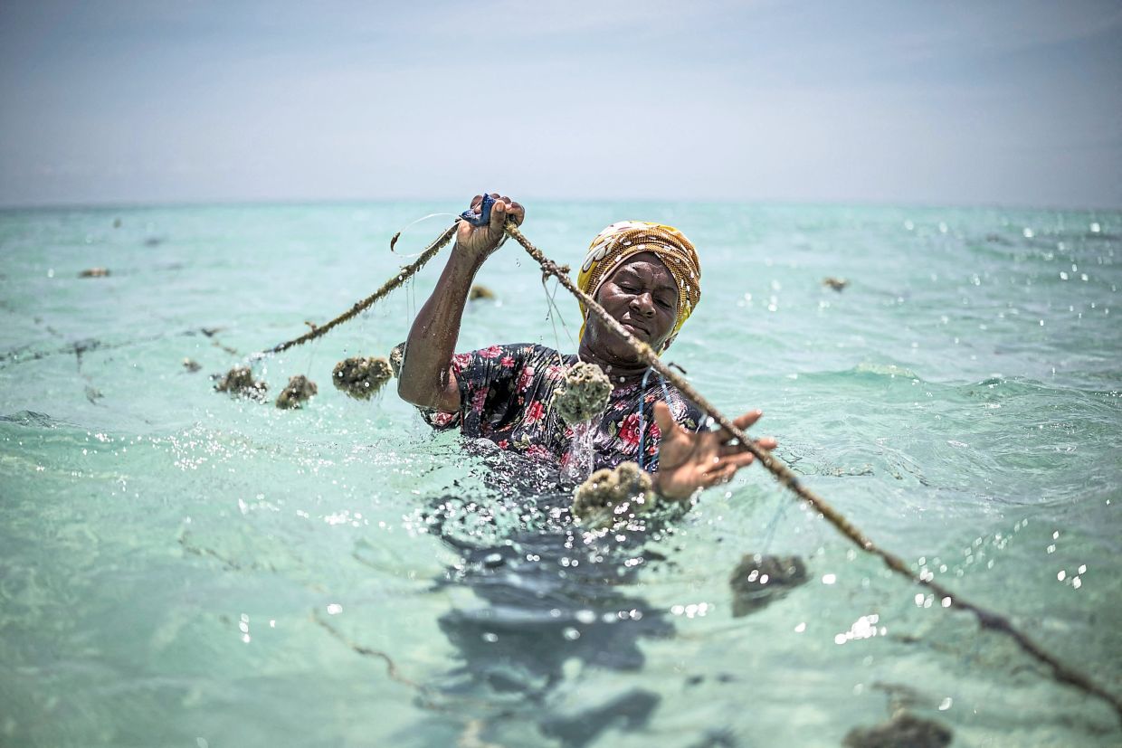 Rising ocean temperatures, overfishing and pollution have degraded marine ecosystems, eroding the main source of livelihood. Now, women cultivate coral sponges. Photo: AFP
