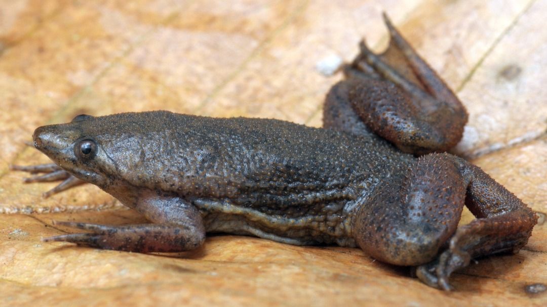 QuickCheck: Is there really a toad whose babies burst from their mother’s back?