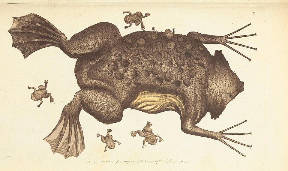 An illustration of a female Surinam toad as its toadlets begin to break out from its back.