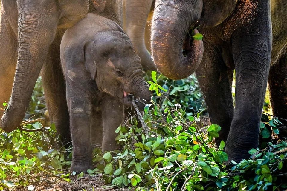 Sri Lanka probes claims of cruelty to elephants gifted by Thailand