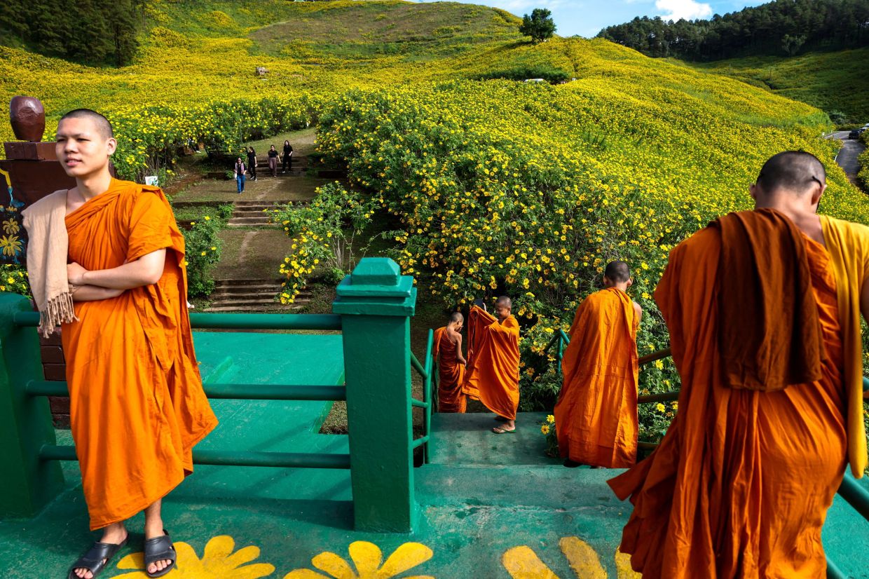 Buddhist monks and tourists visit Thung Bua Tong (Mexican sunflower) fields at Doi Mae U Kho, one of the tourist destinations in Mae Hong Son province, northern Thailand. Photo: REUTERS/Athit Perawongmetha