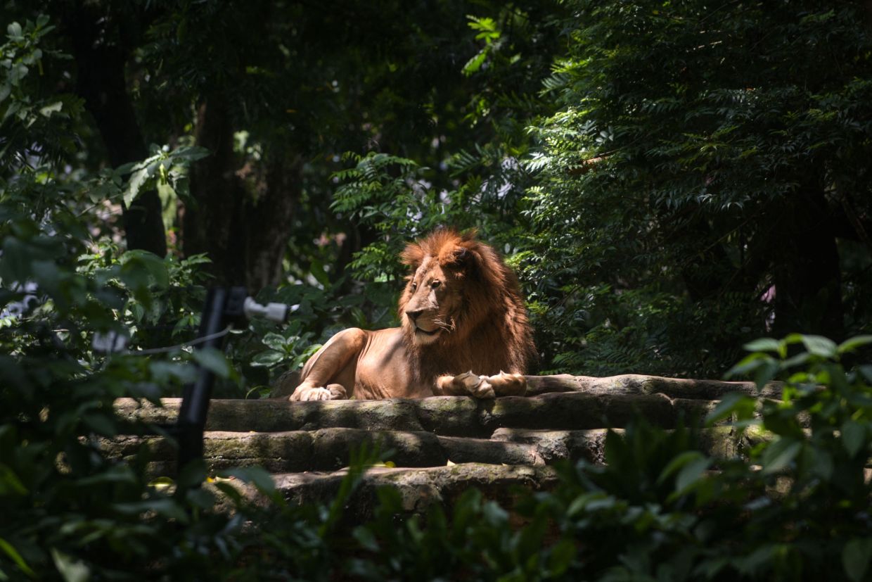 A male lion is seen in its enclosure at Bandung Zoo, which has been ordered to close by the city for three months due to internal management problems, putting its 710 animals at risk, in Bandung, West Java, on Monday, November 17, 2025. -- Photo by Timur Matahari / AFP