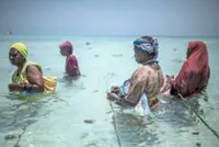 Beneath Zanzibar's warming waters lies hope for these women