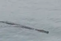 QuickCheck: Was a crocodile sighted in the seas around Kemaman?