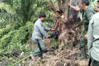 Aceh authorities clear 18.5 hectares of illegal palm oil