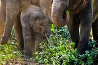 Sri Lanka probes claims of cruelty to elephants gifted by Thailand