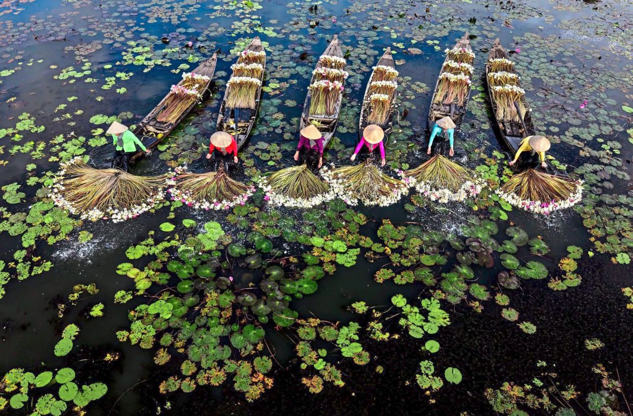 Workers gathering lilies in the shallows, arranging the long stems into sweeping arcs that form striking patterns from above.