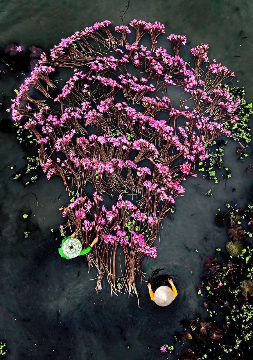 Pink water lilies fan out across the surface, creating natural swirls as workers sort and gather them from the water.
