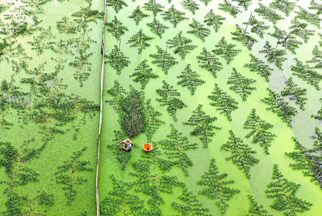 Aquatic plants grow in neat geometric rows, forming shapes on the water as a farmer tends to the crop below.