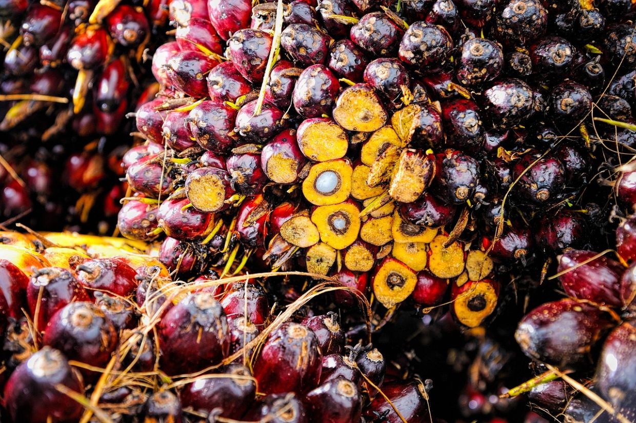 Upward price support for palm oil next year