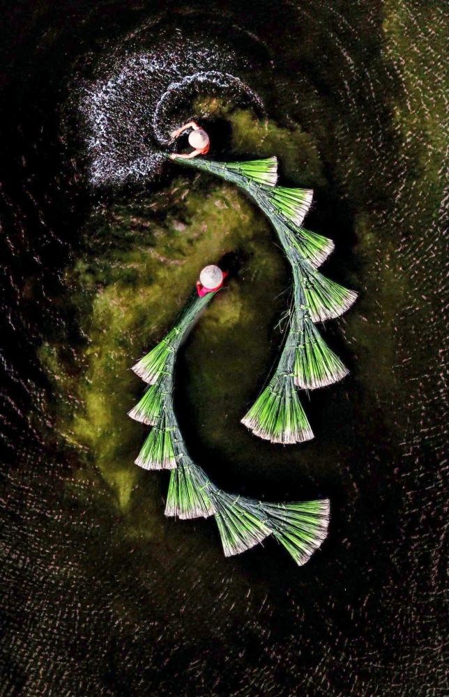 Bundles of grass sweep into long curves on the dark water, turning everyday labour into dancing, ribbon-like forms from above.