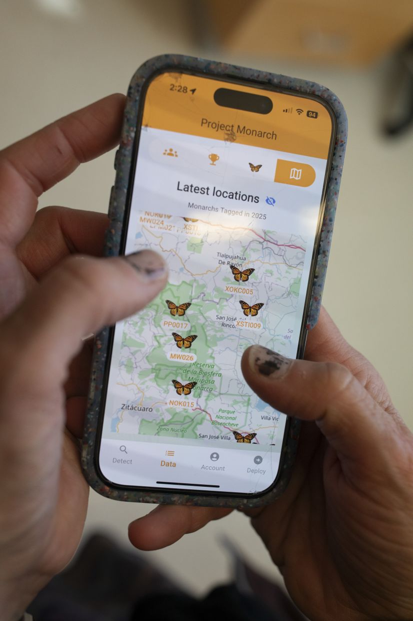 Leone Brown, a professor at James Madison University, demonstrates the Project Monarch butterfly tracking app on a phone. Scientists used tiny new sensors to follow the insects on journeys that take thousands of miles to their winter colonies in Mexico. — Kirsten Luce/The New York Times