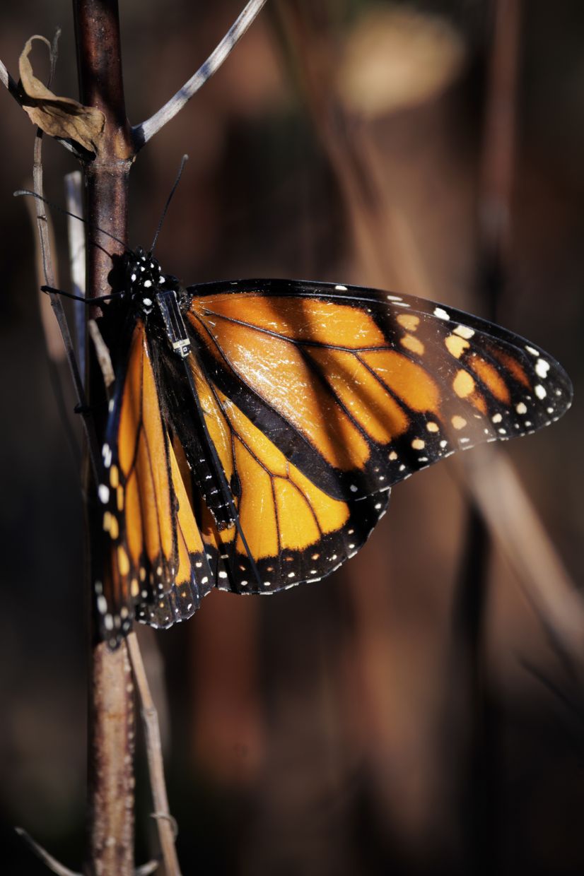 Monarcas Revelados: A Incrível Jornada das Borboletas Rastreáveis Que Está Mudando Tudo!