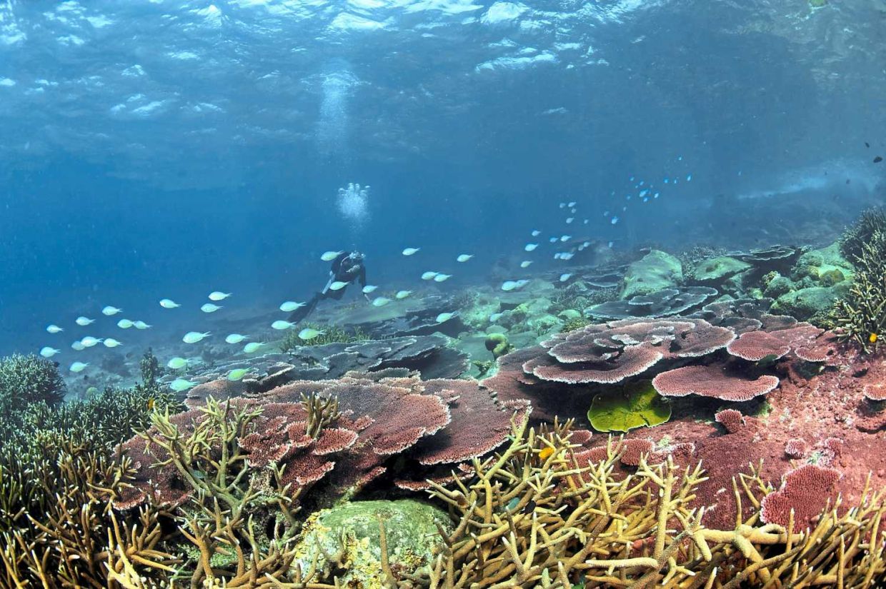 thestar.com.my - Visitors to marine parks required to take own rubbish back to land