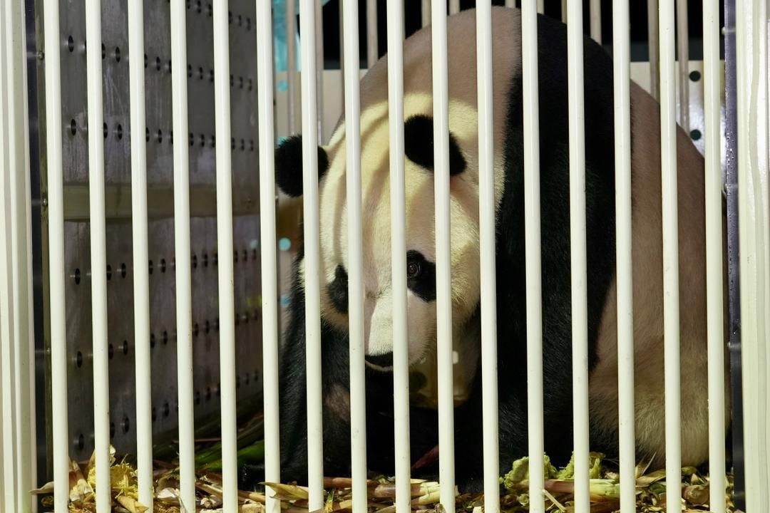 Malezija pozdravila prihod novega para velikih pand, Chen Xing in Xiao Yue