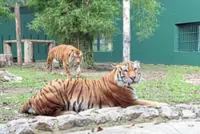 State allocates RM225,000 to protect tiger habitats in Endau-Rompin park