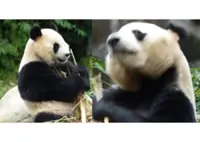 New giant pandas Chen Xing and Xiao Yue set for 10-year stay at Zoo Negara