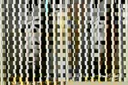 Giant pandas Chen Xing and Xiao Yue arrive in Malaysia