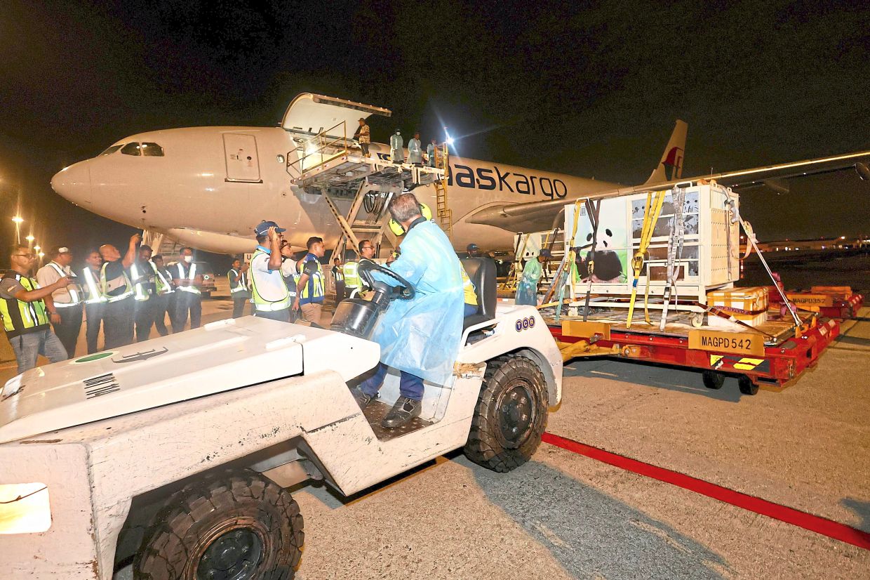 国家动物园迎来新的毛茸茸的大使