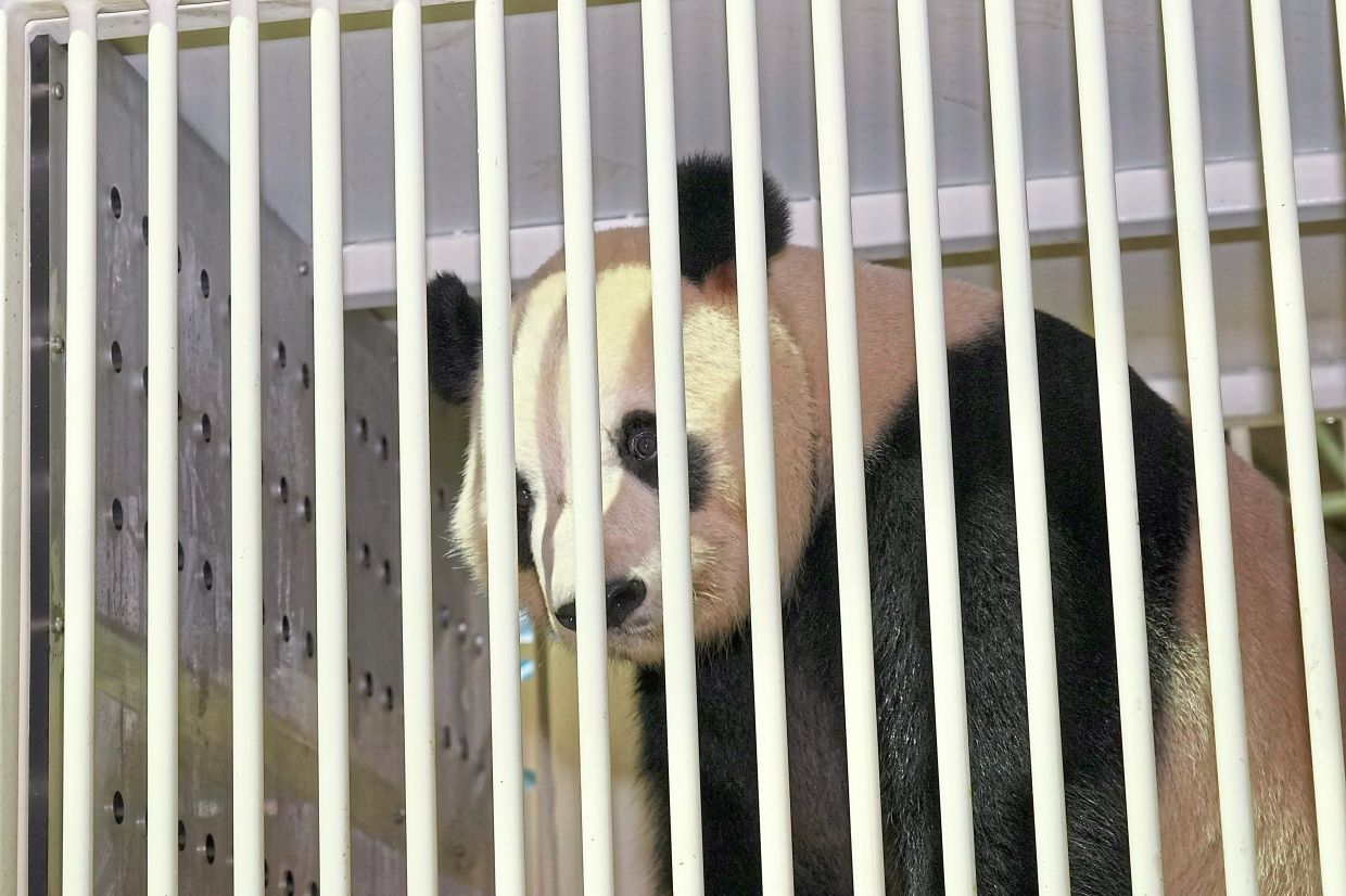 周二（11 月 18 日）晚上 8 点半，来自中国的一对新大熊猫“辰星”和“小悦”安全降落在吉隆坡国际机场（KLIA）。图片由 NRES / PERHILITAN 提供