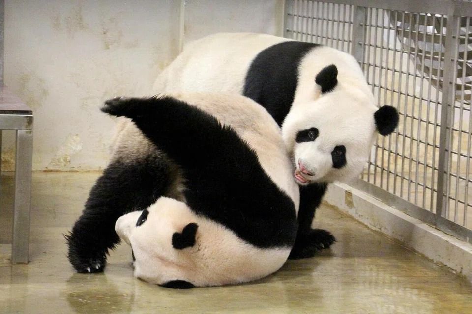 Johnson Panda No baby news: Singapore's giant panda Jia Jia not pregnant after ...