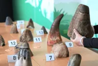 Record 35.7kg of smuggled rhino horns seized