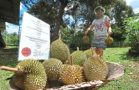 Crowning of durian a thorny issue
