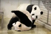 No baby news: Singapore's giant panda Jia Jia not pregnant after natural mating, artificial insemination