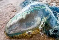 Two-year-old Russian boy dies after jellyfish sting in Langkawi